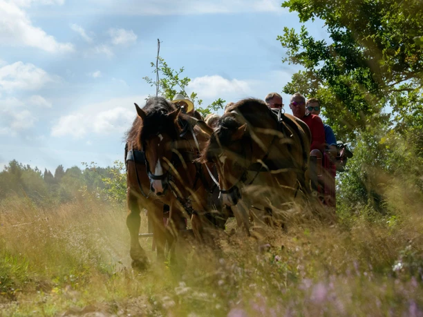 pferdekutsche-lueneburger-heide.jpg Pferdekutsche mit Gästen fährt durch blühende Heidelandschaft bei sonnigem Wetter .