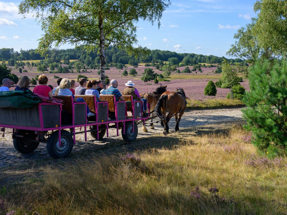 hillmer-kutschfahrten.jpg Pferdekutsche mit Fahrgästen auf einem Weg durch blühende Heidelandschaft bei sonnigem Wetter