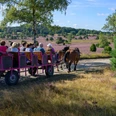 hillmer-kutschfahrten.jpg Pferdekutsche mit Fahrgästen auf einem Weg durch blühende Heidelandschaft bei sonnigem Wetter