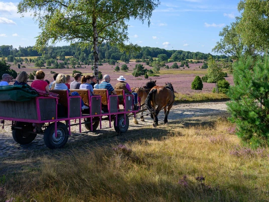 hillmer-kutschfahrten.jpg Pferdekutsche mit Fahrgästen auf einem Weg durch blühende Heidelandschaft bei sonnigem Wetter