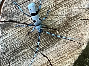 Rosalia Alpina - le capricorne des Alpes Blauschwarzer Käfer mit langen schwarzblau gestreiften FühlernBlue-black beetle with long black and blue striped antennaeColéoptère bleu-noir avec de longues antennes rayées noir-bleu