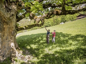 Mächtiger Bergahorn im Naturpark Diemtigtal Zwei Menschen stehen unter einem mächtigen Bergahorn und schauen hoch in die BaumkroneTwo people stand under a mighty sycamore and look up into the treetopDeux personnes se tiennent sous un érable sycomore imposant et regardent haut dans la cime de l'arbre.