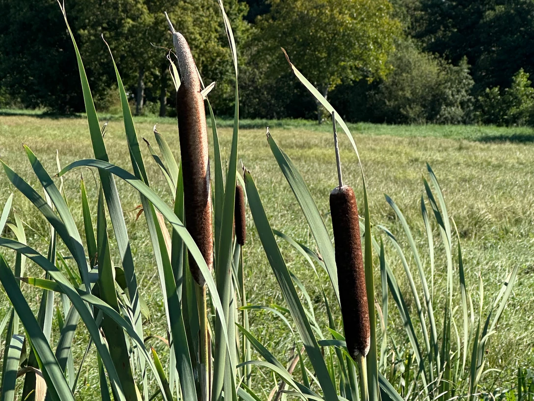 Rohrkolben Foto_Anja_Fischer.jpg