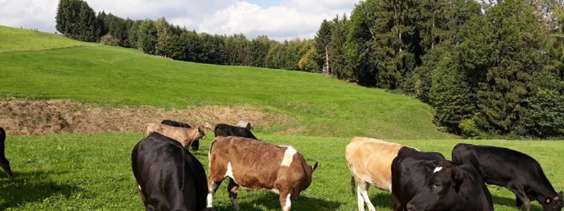 Dittrich´s Hofladen Mehrere Kühe stehen auf einer grünen Wiese mit Blick auf Wälder.