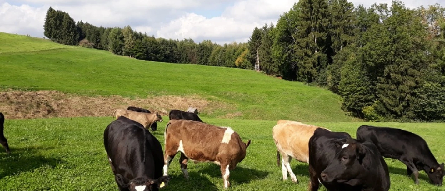 Dittrich´s Hofladen Mehrere Kühe stehen auf einer grünen Wiese mit Blick auf Wälder.