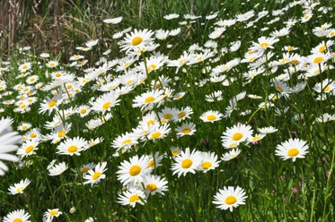 2026_06_19_Stefan_Arndt.JPG Wiese mit blühenden Margeriten