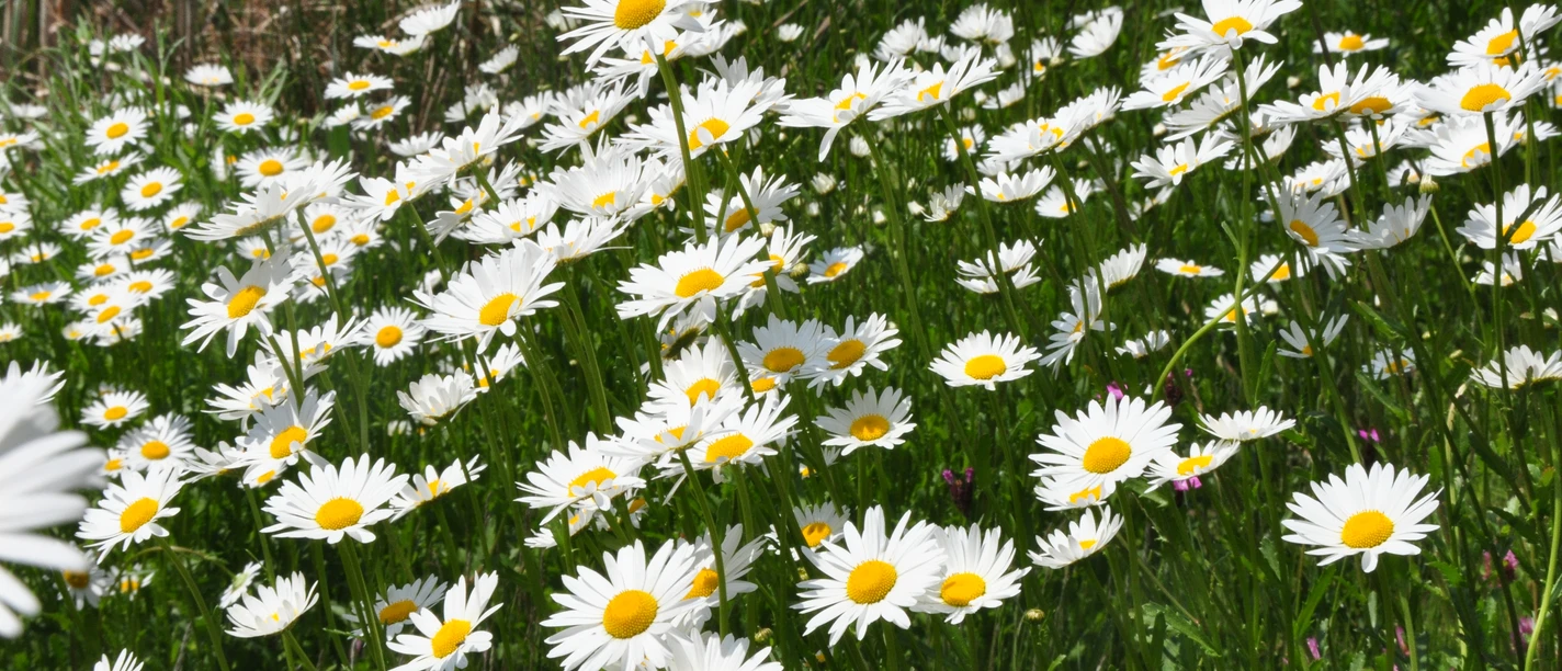 2026_06_19_Stefan_Arndt.JPG Wiese mit blühenden Margeriten