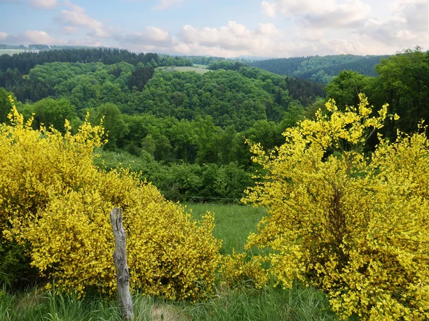 Natursteig Sieg Etappe 9