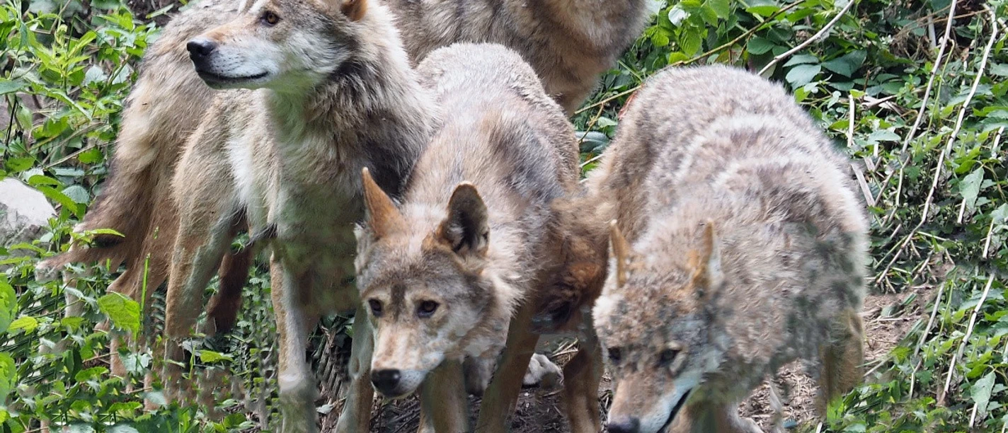 Wolfsrudel im Park