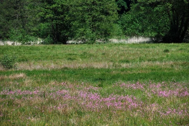 Kuckuckslichtnelken im Pirschbachtal
