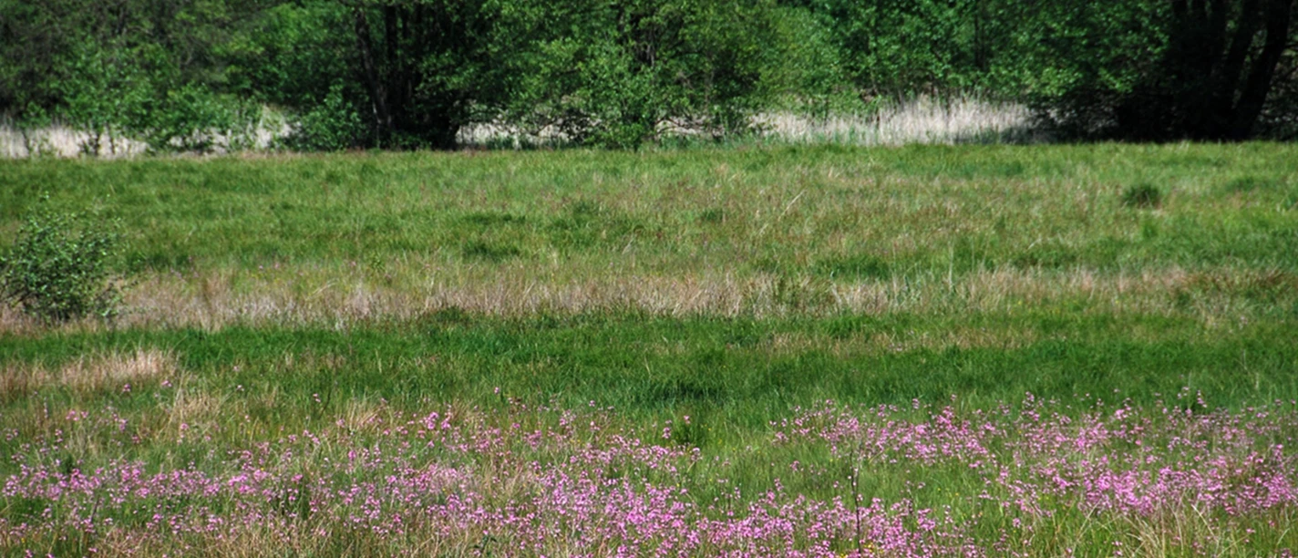 Kuckuckslichtnelken im Pirschbachtal