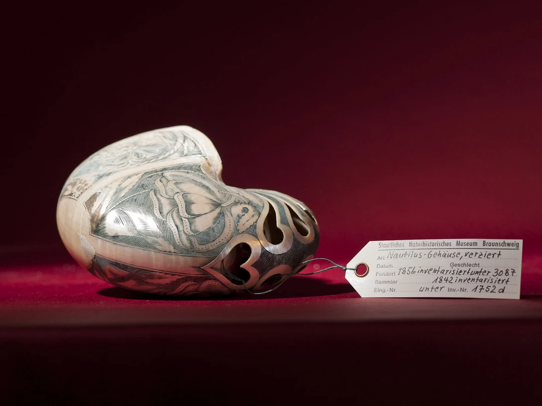 naturhistorisches_museum_braunschweig_ausstellung_schatzkammer_nautilus.jpg