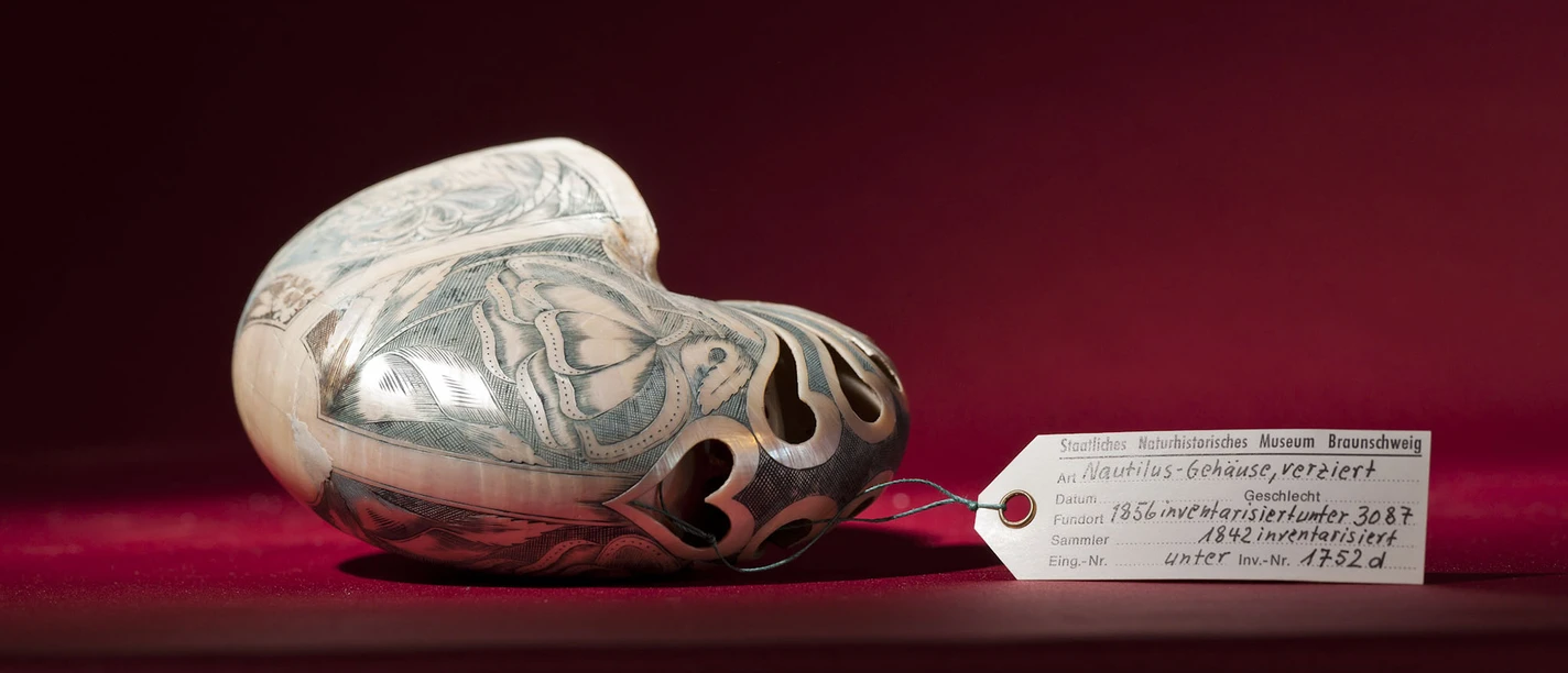 naturhistorisches_museum_braunschweig_ausstellung_schatzkammer_nautilus.jpg