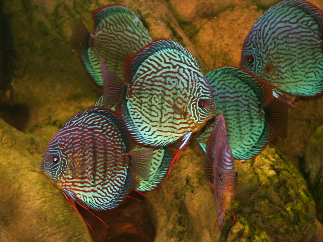 Happy World Aquarium Day_Diskusbuntbarschfische.jpg