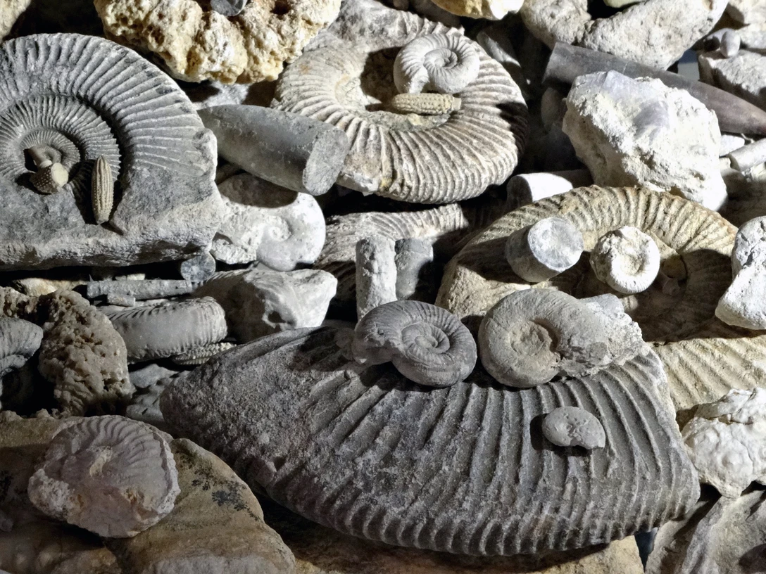 Tag der Fossilien Mineralien und Gesteine_pixabay.jpg