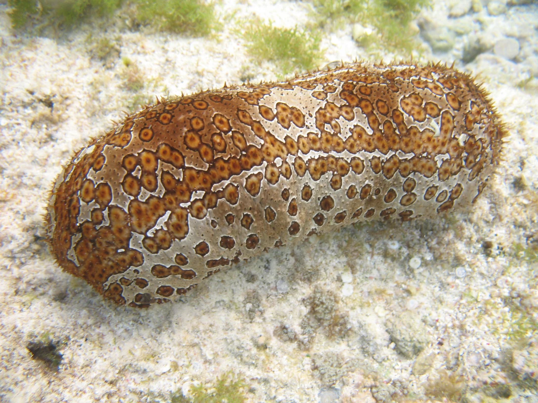 Bohadschia IMG_7929 Kopie_c_M. Reich.jpg