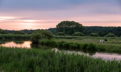 Holstein_Itzehoe_Stör