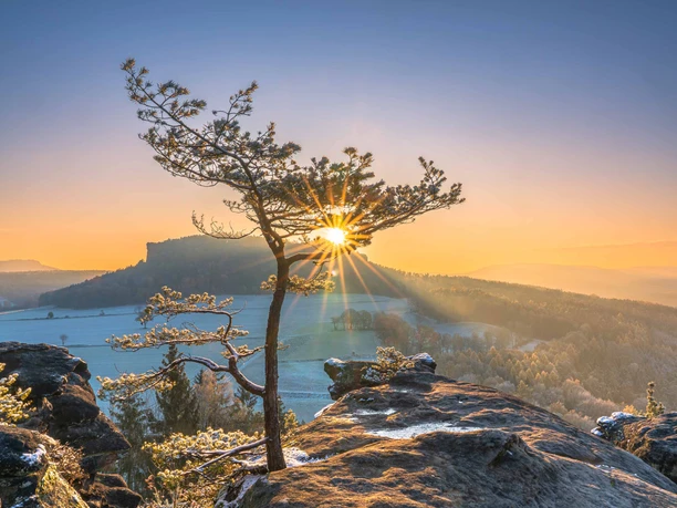 Quirl im Winter Kiefer auf Sandsteinfelsen und Sonnenstern. Im Hintergrund Tafelberg Pfaffenstein.