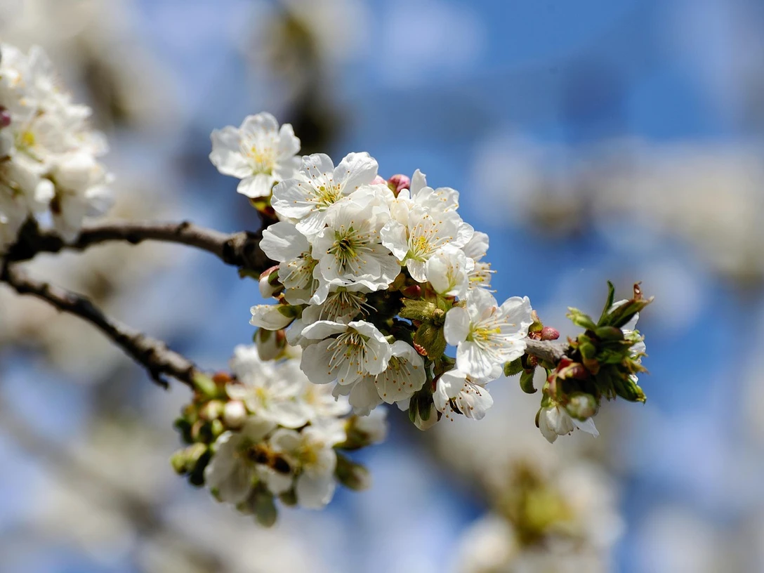 Apfelbluetenbild Weiße Apfelblüten an einem Ast vor blauem Himmel in Nahaufnahme