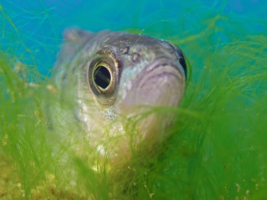 Gwunderstunde Fische und Seen