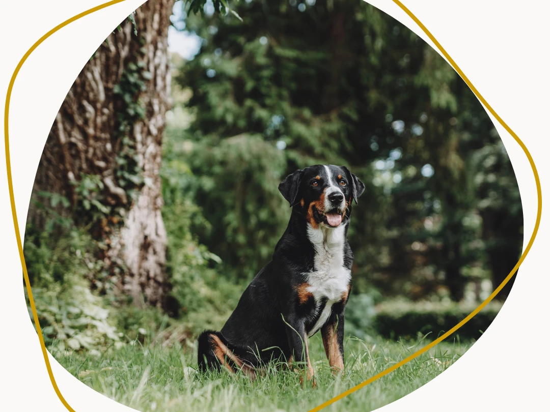 Heilpflanzen_bei_Tieren (1).png Großer schwarz-weißer Hund sitzt vor einem Baum