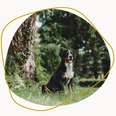Heilpflanzen_bei_Tieren (1).png Großer schwarz-weißer Hund sitzt vor einem Baum
