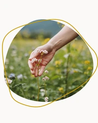 Blühwiese_Juli (1).png Hand an Blume auf einer Blühwiese