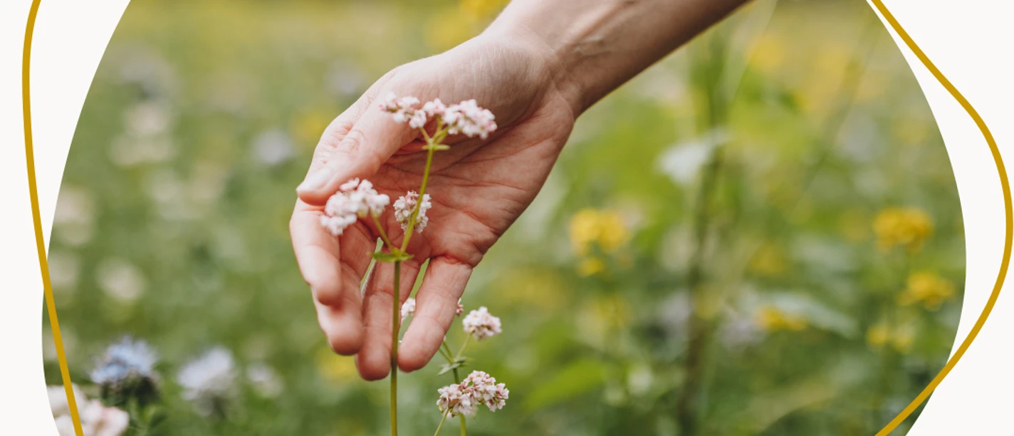 Blühwiese_Juli (1).png Hand an Blume auf einer Blühwiese