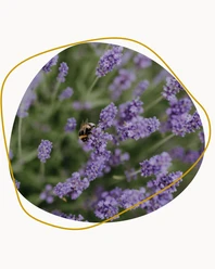 Blühwiese_August (1).png Hummel auf Lavendelpflanze