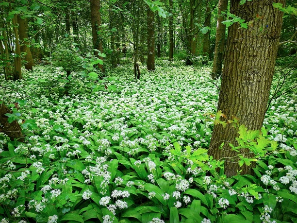 Pixabay_Bärlauch_Kräuter_MabelAmber_5148793.jpg Kräuter am Wegesrand, hier Bärlauch