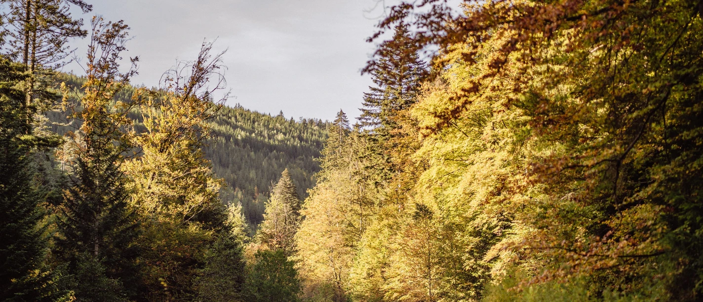 Wald in Baiersbronn