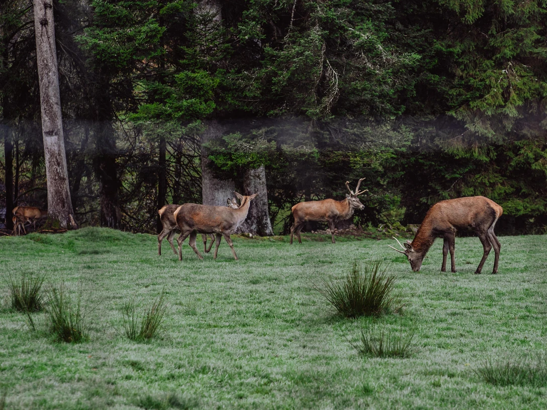 Wildgehege im Sankenbachtal