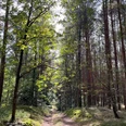 Im Wald