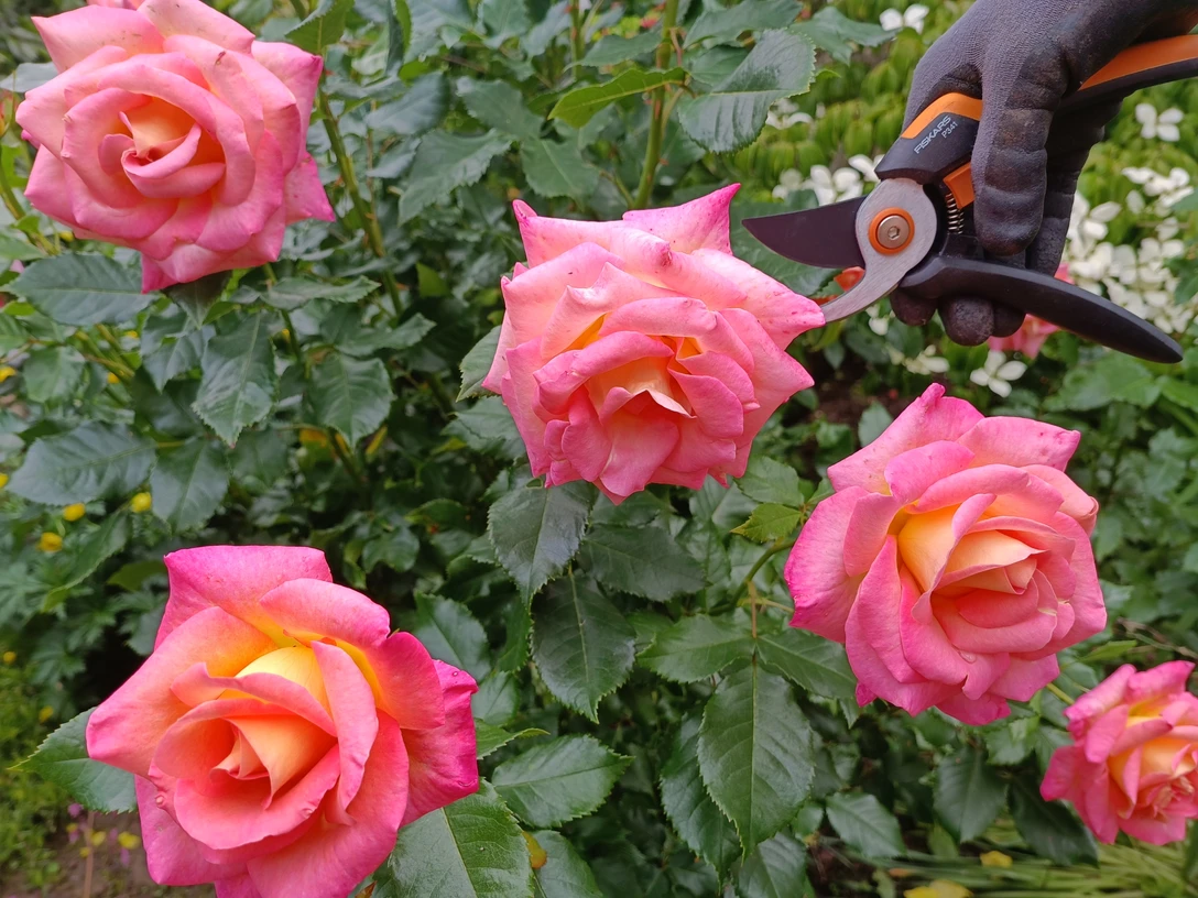 Rosen_Workshop_Symbolbild3.jpg Rosenbusch in rosa mit Heckenschere
