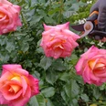 Rosen_Workshop_Symbolbild3.jpg Rosenbusch in rosa mit Heckenschere
