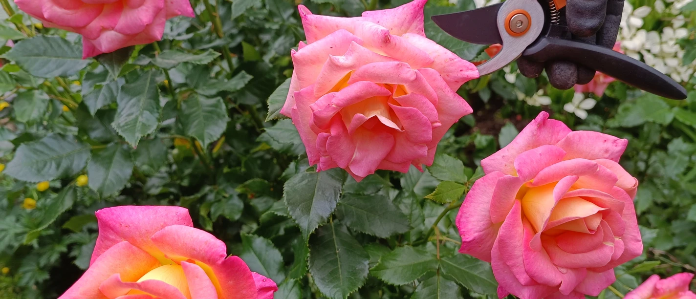 Rosen_Workshop_Symbolbild3.jpg Rosenbusch in rosa mit Heckenschere