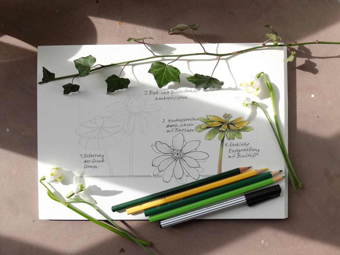 VHS Kurs_Botanisches Zeichnen.jpg Zeichnung mit Blumenskizzen, Buntstifte und Efeuzweig