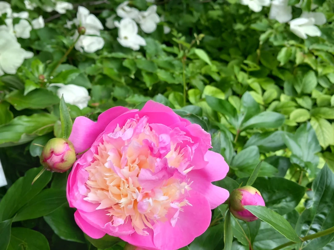 abafaa52-42d2-45d8-81b4-033df99050dc.jpeg rosane Pfingstrose