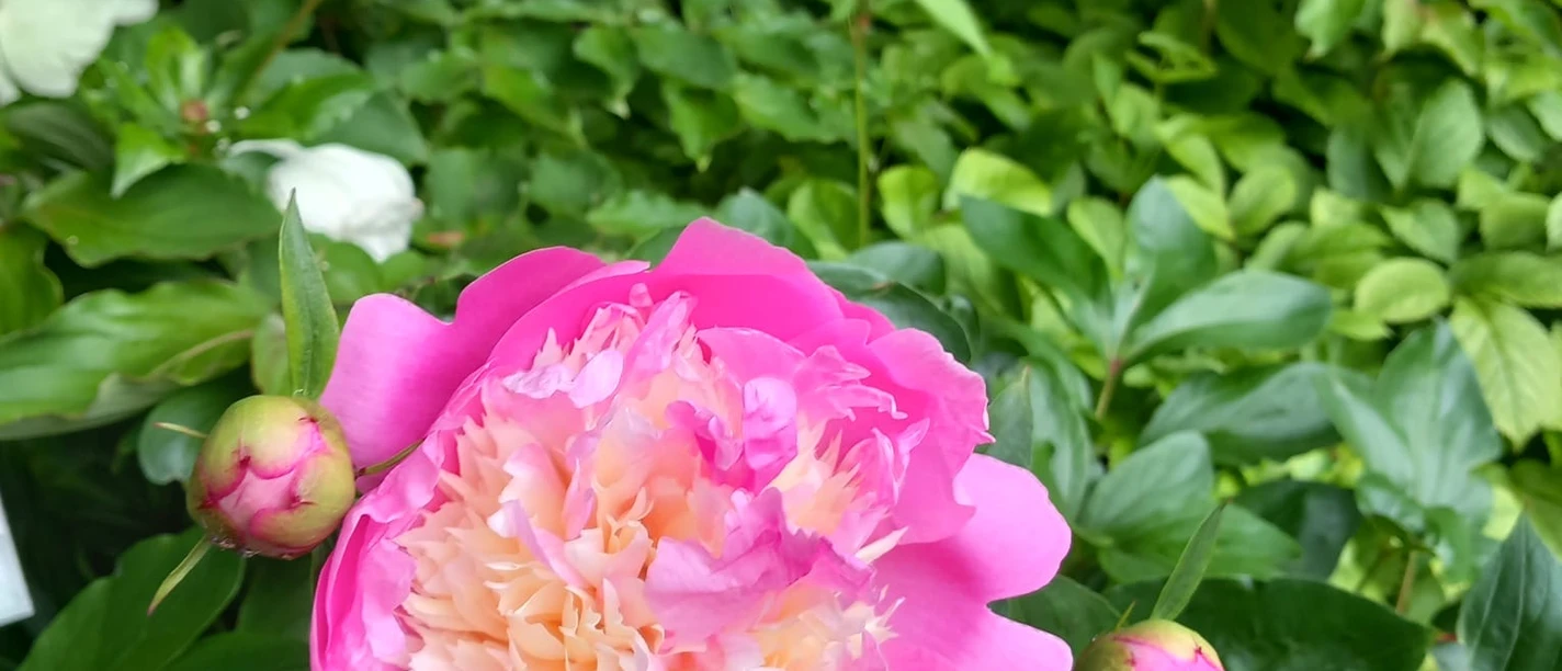 abafaa52-42d2-45d8-81b4-033df99050dc.jpeg rosane Pfingstrose