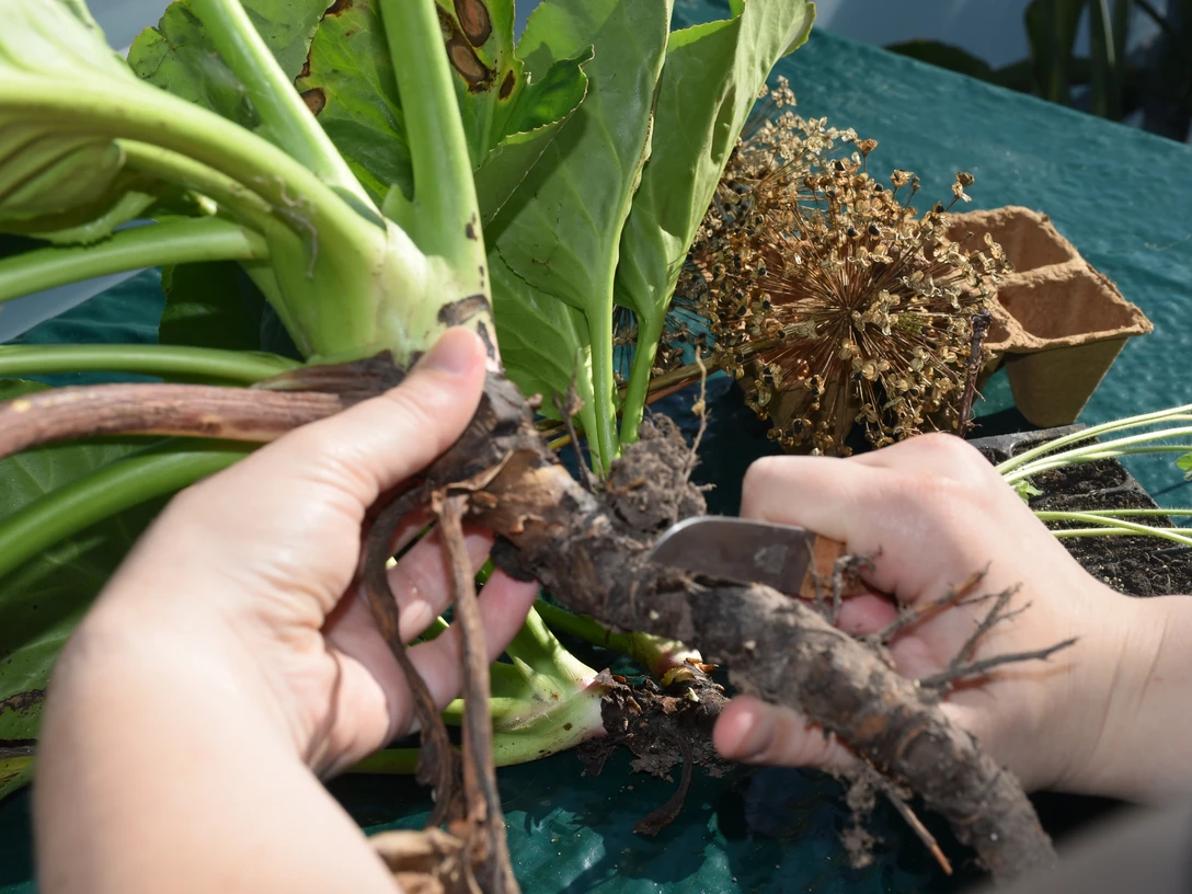 Stecklinge Hx (1).jpg Wurzel einer Pflanze wird beschnitten
