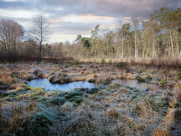 Moorlandschaft bei Siegburg