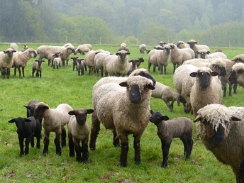 Natursteig Sieg Etappe 05