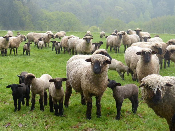 Natursteig Sieg Etappe 05