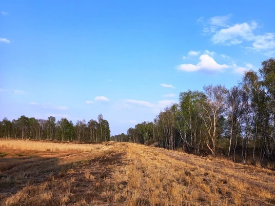 abendstimmung wesuwe moor.jpg Weite Moorlandschaft mit trockenen Gräsern im warmen Abendlicht unter klarem blauem Himmel.