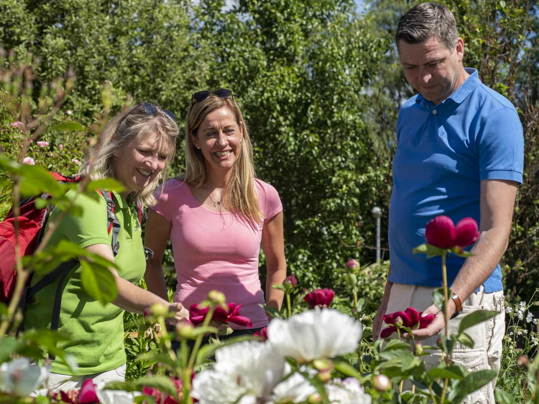 Bibelgarten Twist, Käthes Bauerngarten ©TMN GmbH, Sabine Braun Fotografie-8.jpg Drei Erwachsene betrachten blühende Pfingstrosen in einem sonnigen Garten mit grüner Vegetation.