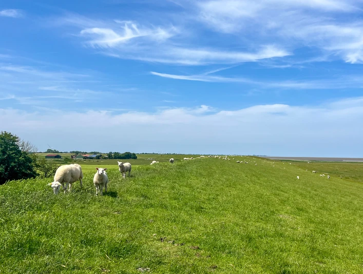 Schafe auf dem Deich bei Nordenham Blick vom Deich bei Nordenham mit Schafen