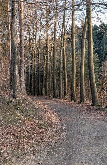 Radweg am Großen Bärenstein Radweg am Großen Bärenstein