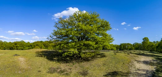 Das Emsland von oben – Borkener Paradies, Panorama ©Emsland Tourismus GmbH.jpg Weite Naturlandschaft mit altem Laubbaum, sandigem Boden und blauem Himmel im Borkener Paradies