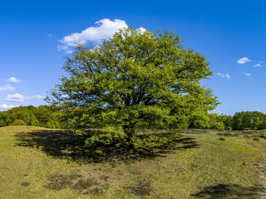 Das Emsland von oben – Borkener Paradies, Panorama ©Emsland Tourismus GmbH.jpg Weite Naturlandschaft mit altem Laubbaum, sandigem Boden und blauem Himmel im Borkener Paradies