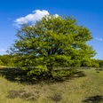 Das Emsland von oben – Borkener Paradies, Panorama ©Emsland Tourismus GmbH.jpg Weite Naturlandschaft mit altem Laubbaum, sandigem Boden und blauem Himmel im Borkener Paradies